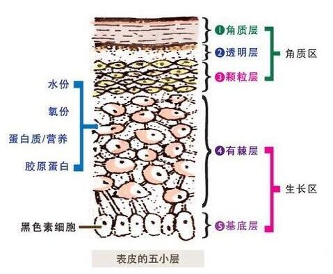 表皮的五小层.jpg